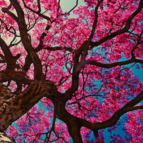 Meet your Posher, Stephanie - Picture 1 of 1